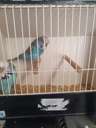 Image 2 of Male Budgies available for pet