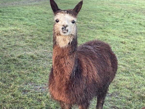 Image 2 of Various female alpacas for sale