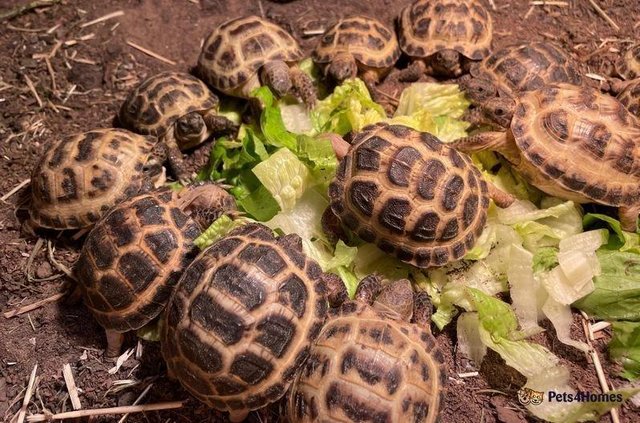 Image 5 of Gorgeous Horsfield Tortoises