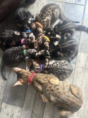 Image 8 of Bengal kittens for sale! Born 8th February **REDUCED £500**