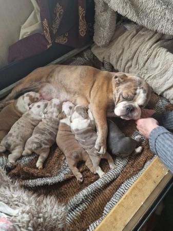Image 1 of Bulldog puppies for sale