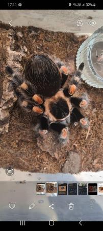 Image 4 of Mexican red knee tarantula