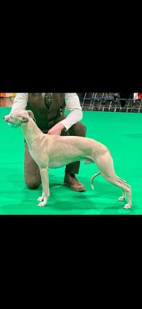 Image 5 of Kc reg whippet pups for sale. ready june 26th