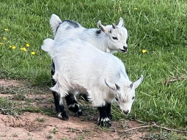 Image 2 of Pygmy goat kids for sale