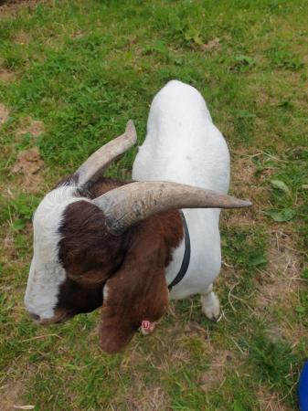 Image 2 of Proven Boer Goat for service