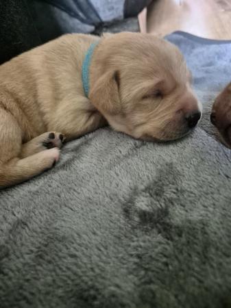 Image 2 of Labrador puppies looking for their forever homes