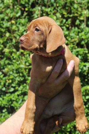 Image 10 of *READY TO LEAVE* KC Registered Hungarian Vizsla Puppies
