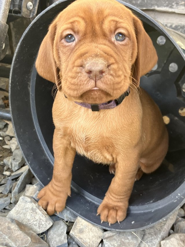 Preview of the first image of Ready for new homes 3. beaut KC reg Hungarian Vizsla pups.