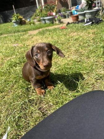 Image 10 of **READY TO LEAVE** miniature dachshund puppies for sale