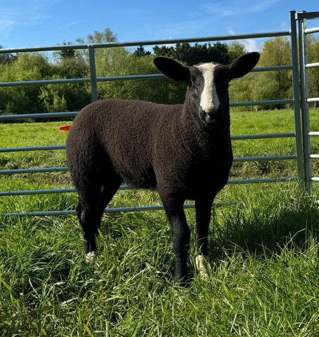 Preview of the first image of Zwartbles ewe lambs looking for new homes when ready in June.
