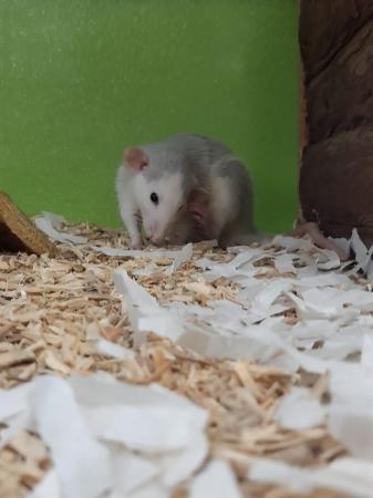 Image 4 of Male and Female Rats Available