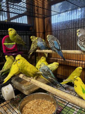 Image 6 of Breeding/baby budgies for sale