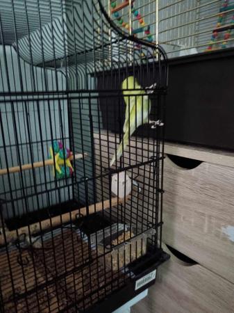 Image 5 of Budgies for sale 1 baby and breeding pair