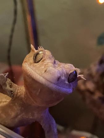 Image 2 of Lovely healthy crested gecko for sale