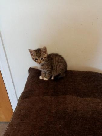 Image 6 of 1 lonely loving tabby boy kitten looking for a loving home