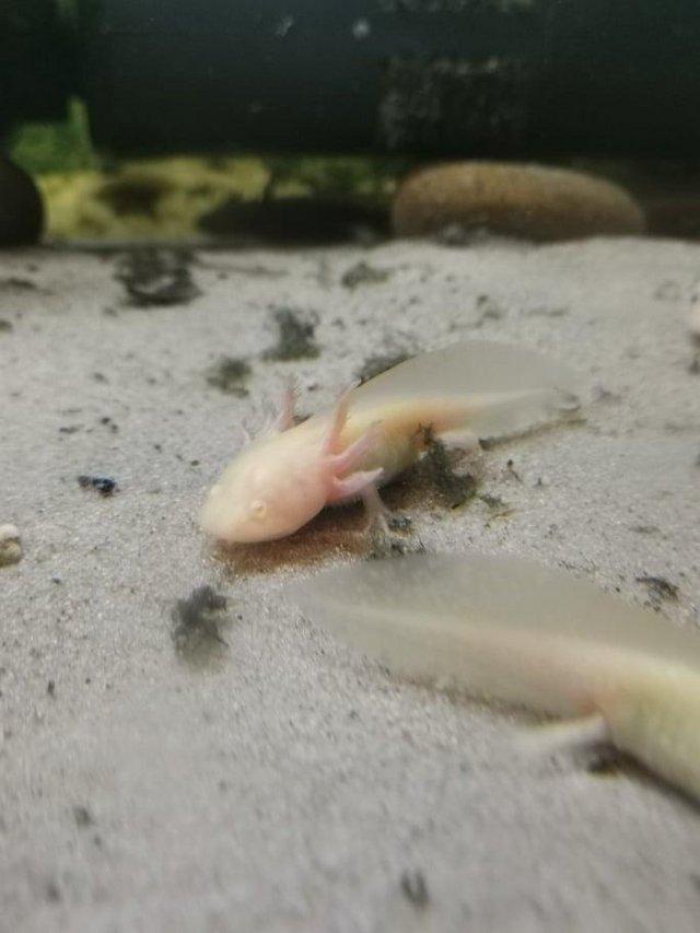Preview of the first image of Young Leucistic/Golden/Wild Axolotls.