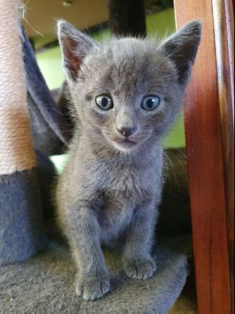 Image 4 of RUSSIAN BLUE KITTENS FOR SALE