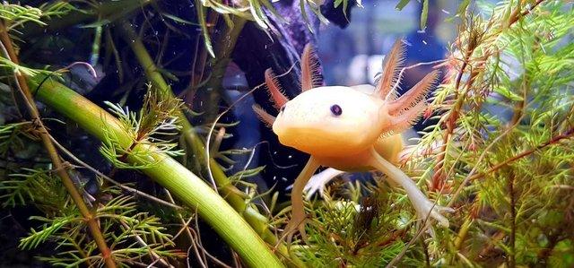 Preview of the first image of Axolotls, different types and colours available.
