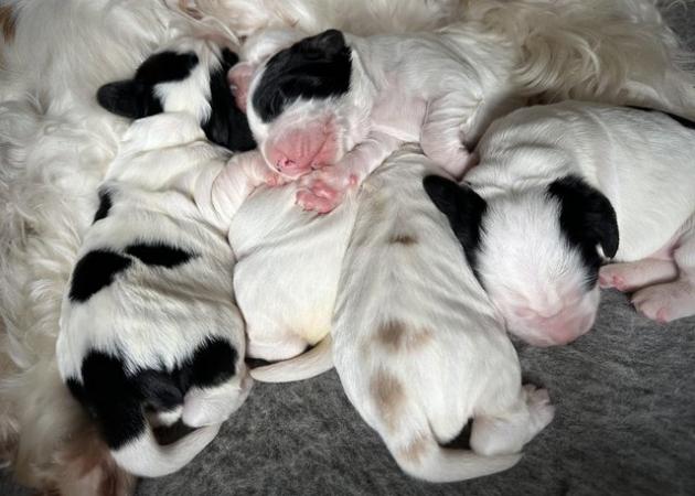 Image 26 of Show Cocker Puppies (KC Registered and fully health tested)