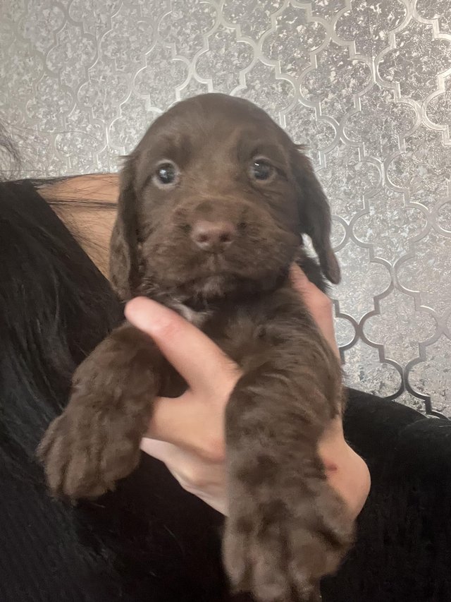 Preview of the first image of REDUCED! Beautiful cocker spaniel puppies - 3 boys 1 girl.