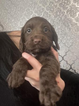 Image 1 of REDUCED! Beautiful cocker spaniel puppies - 1 boy and1 girl