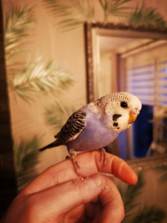 Image 21 of Baby hand tamed budgies for sale