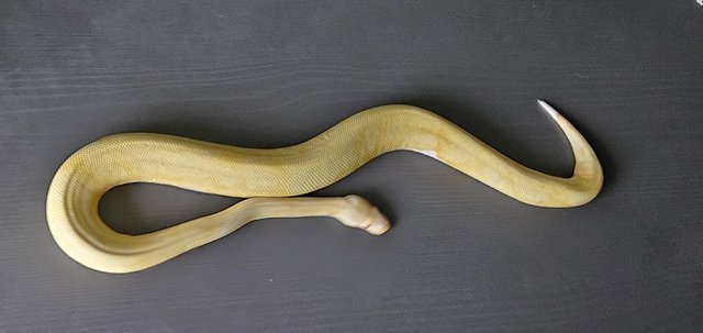 Image 4 of Male albino pied royal python (ball python) cb22  snake