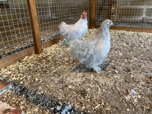 Preview of the first image of Lavender Pekin Bantams Pair.