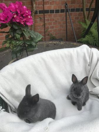 Image 4 of 8 week old netherland dwarf baby rabbits ready now last 2