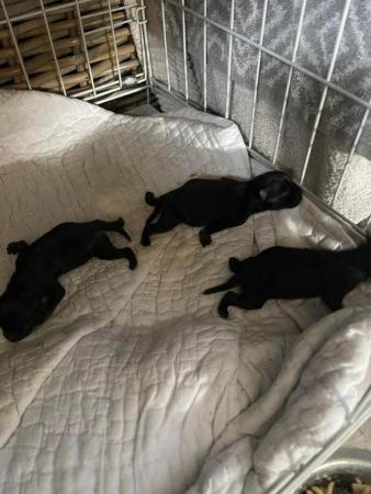 Image 3 of Beautiful Black Maltese-Pomeranian Puppies