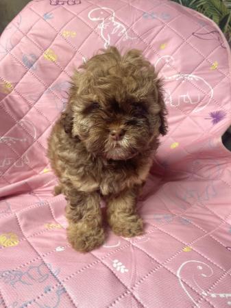 Image 8 of Beautiful shihpoo girl puppy ready now