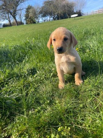 Image 14 of OUTSTANDING LITTER OF FOX RED AND YELLOW LABRADOR PUPPIES