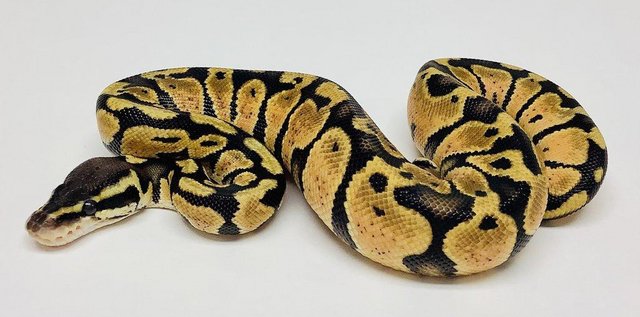 Image 4 of Royal python collection for sale