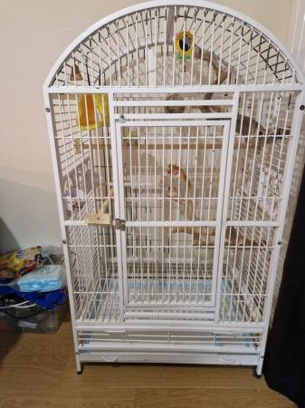 Image 1 of 7 month old quaker parrot