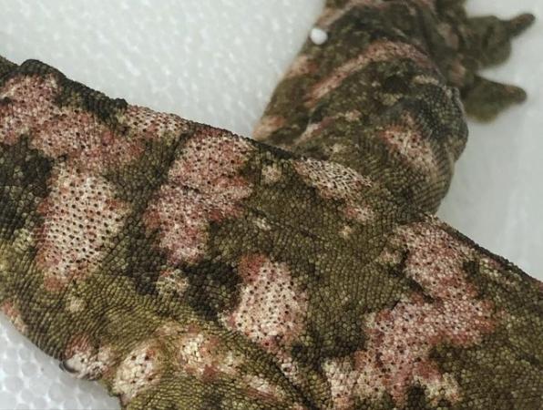 Image 8 of Exceptional high colour male leachianus gecko