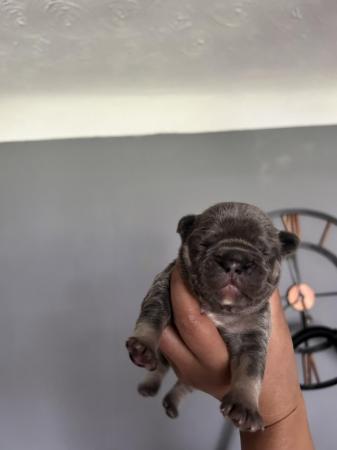 Image 9 of KC registered French Bulldogs