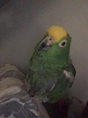 Image 1 of Green Amazon parrot for sale, requires experienced owner