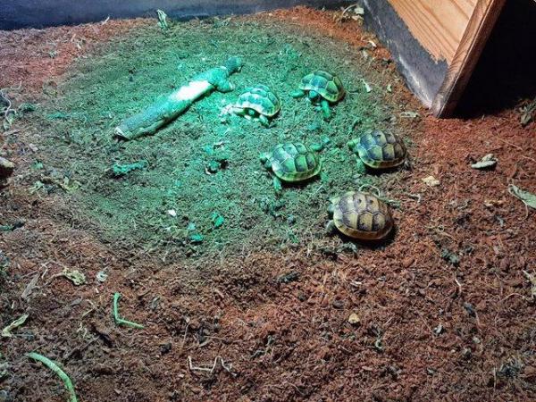 Image 2 of 1 year old Baby Spur Thigh Tortoises for sale