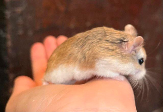 Image 2 of Baby Dwarf Hamsters For Sale
