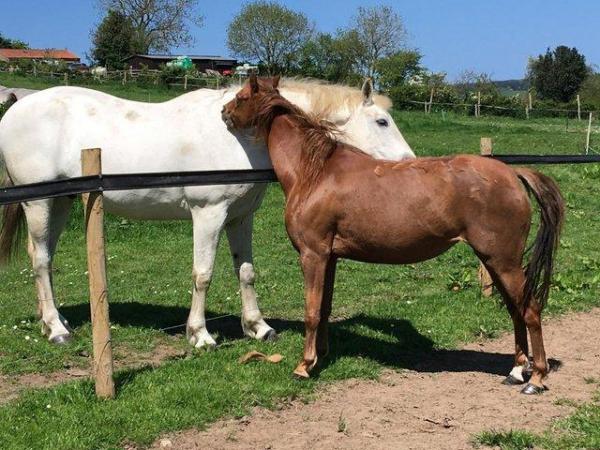 Image 4 of Happy Healthy 11hh Mare for Permanant Loan as Companion