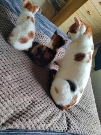 Image 2 of Kittens for new loving homes