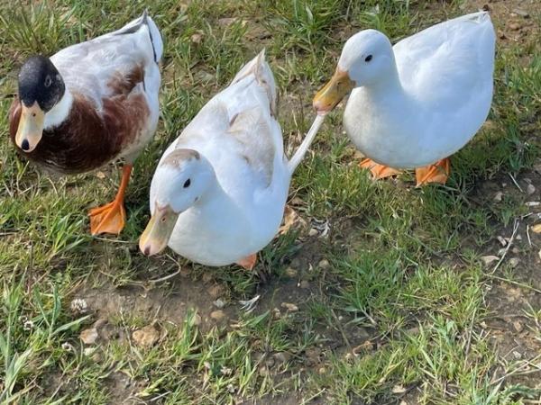 Image 3 of Call Ducks For Sale 3 x Friendly Drakes