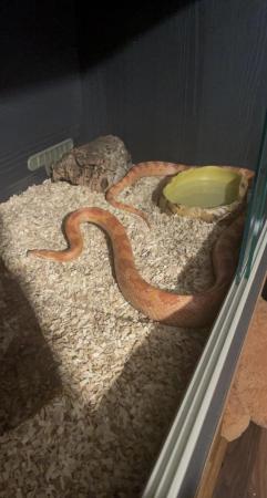 Image 2 of 8 year old male corn snake