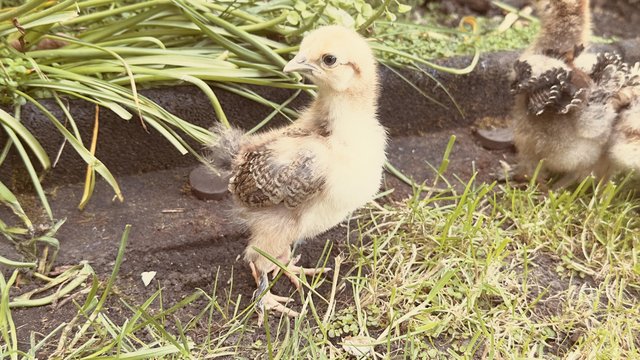 Beautiful Wyandotte Hen (Laying Eggs) & Brahma Chicks for Sa