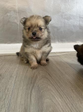 Image 6 of Ready NOW Pomeranian Puppies