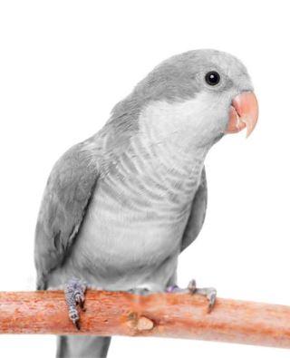 Image 1 of Ringneck - Quaker - Kakariki - Lovebird - Parrotlet Chicks