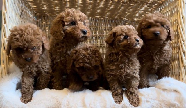 Image 5 of Toy Cavapoo puppies Available