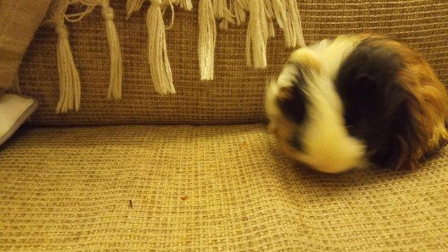 Image 4 of Baby Guinea Pigs, long haired /sheltie.