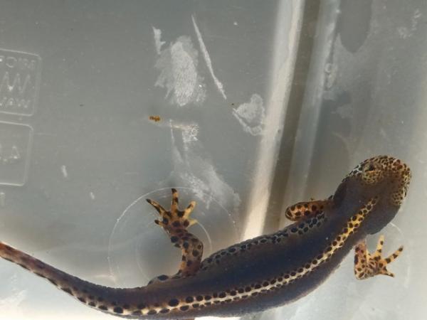 Image 4 of (SOLD) 3X ALPINE NEWTS (Apuanus) adults (SOLD)