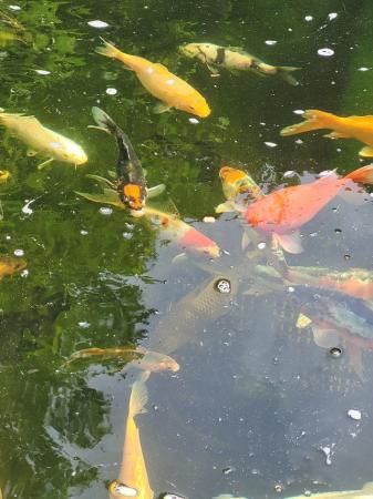 Image 4 of 5 healthy Young koi for sale to go together